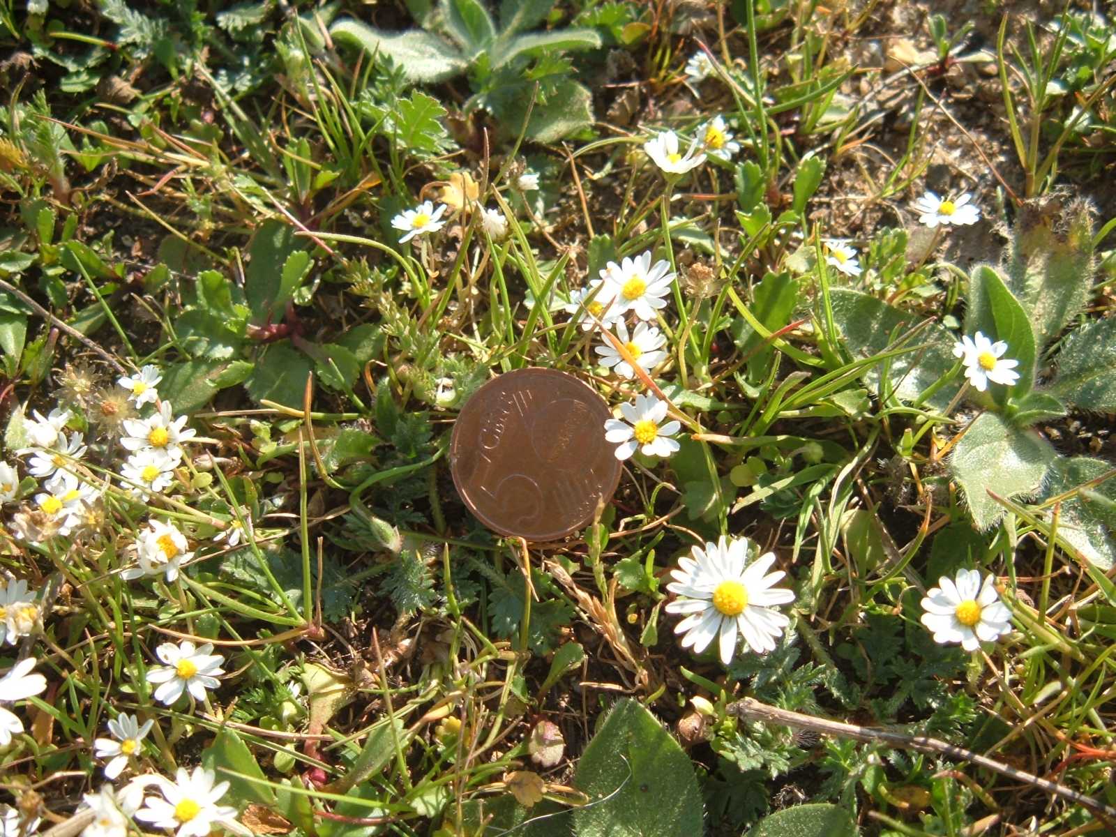 Margherita - Anthemis praecox e Bellis annua
